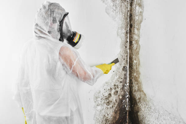 Best Attic Mold Removal  in Greenfield, TN