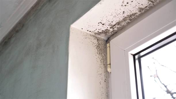 Best Toxic Mold Removal  in Greenfield, TN