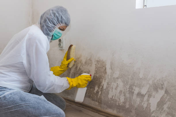 Professional Mold Removal in Greenfield, TN