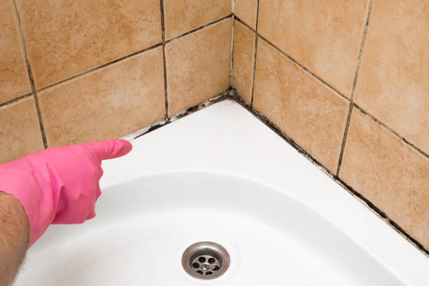 Best Crawl Space Mold Removal  in Greenfield, TN